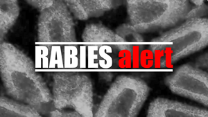 Rabies Alert Image