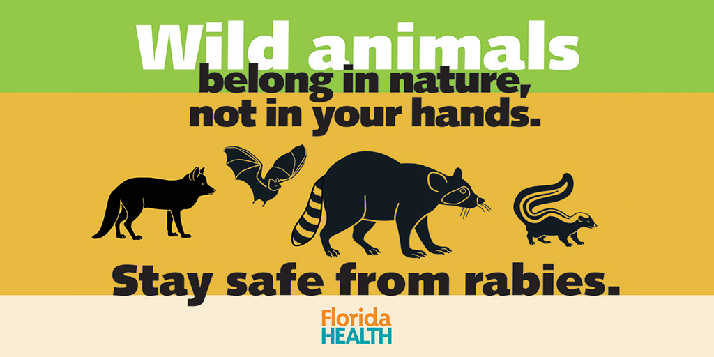 Wild animals belong in nature, not your hands