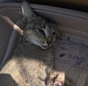Rabid Cat Found in Gibsonton