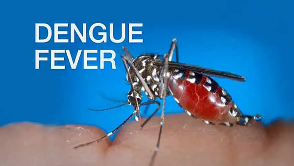 Dengue Fever Banner